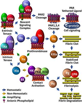 Coagulation and complement: Key innate defense participants in a seamless web